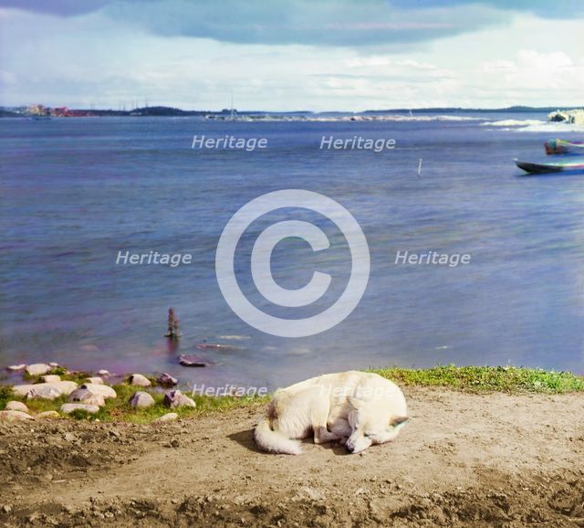 Studies on Lindozero (laika [dog breed]), 1915. Creator: Sergey Mikhaylovich Prokudin-Gorsky.
