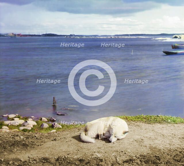 Studies on Lindozero (laika [dog breed]), 1915. Creator: Sergey Mikhaylovich Prokudin-Gorsky.