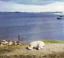 Studies on Lindozero (laika [dog breed]), 1915. Creator: Sergey Mikhaylovich Prokudin-Gorsky