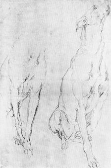 Study for the greyhound in the portrait of the Duke of Richmond, c1634 (1900)