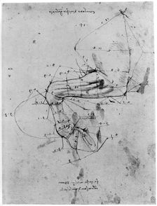 Study in proportion of a horse's leg, late 15th or early 16th century (1954).Artist: Leonardo da Vinci