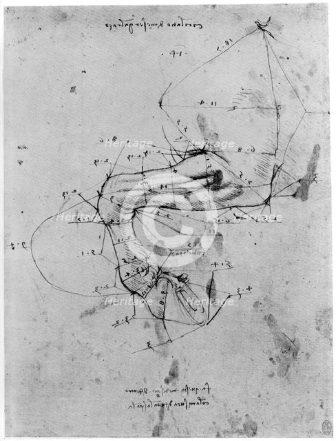 Study in proportion of a horse's leg, late 15th or early 16th century (1954).Artist: Leonardo da Vinci
