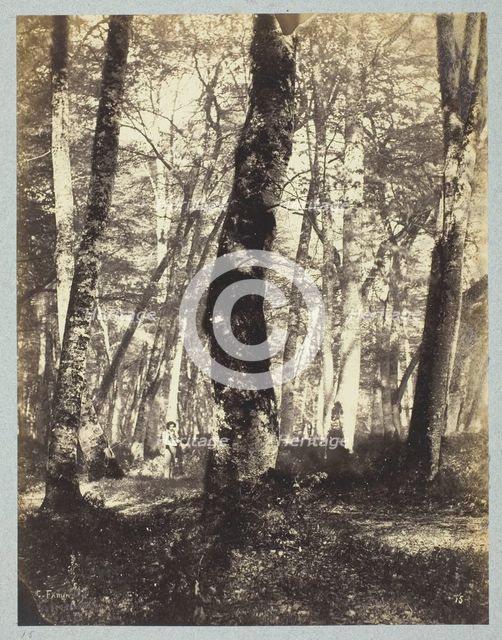 Study in the Barbizon Forest, 1860/69. Creator: Constant Alexandre Famin.