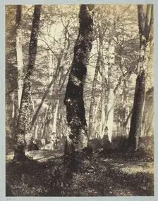Study in the Barbizon Forest, 1860/69. Creator: Constant Alexandre Famin