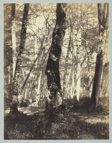 Study in the Barbizon Forest, 1860/69. Creator: Constant Alexandre Famin