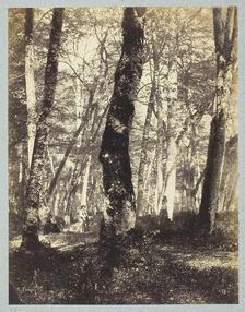 Study in the Barbizon Forest, 1860/69. Creator: Constant Alexandre Famin