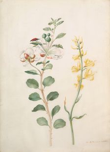 Study of Capers, Gorse, and a Beetle, 1693. Creator: Sybilla Merian