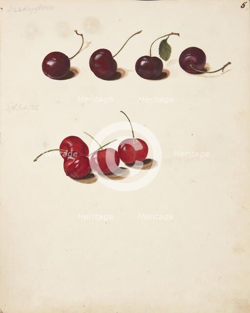 Study of Cherries, 1751. Creator: Fosie, Johanna Marie (1726-1764).