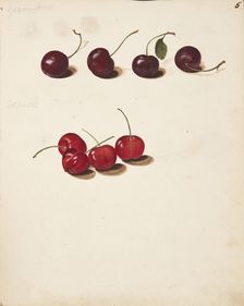 Study of Cherries, 1751. Creator: Fosie, Johanna Marie (1726-1764)