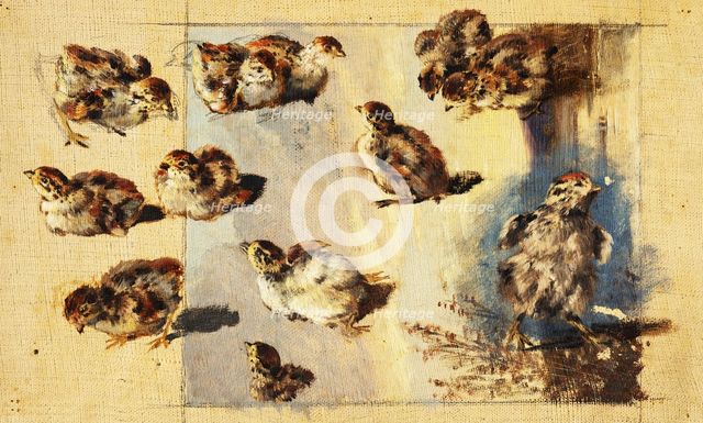 Study of Chicks, 1840-1850. Creator: Friedrich Carl von Scheidlin.