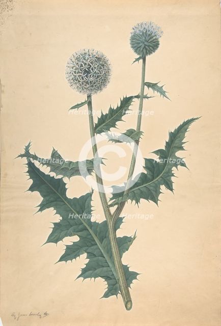 Study of a Thistle, before 1822. Creator: James Sowerby.