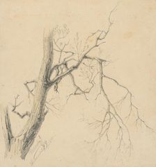 Study of a tree, 1879. Creator: Eugen Wallachy