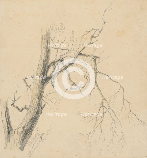 Study of a tree, 1879. Creator: Eugen Wallachy.