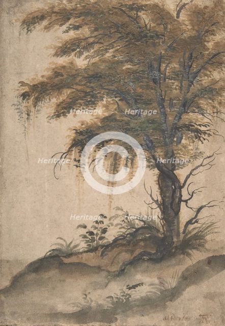 Study of a Tree, mid-16th-early 17th century. Creator: Marten van Valckenborch.