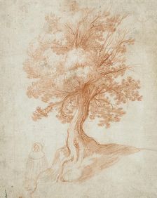 Study of a Tree, between circa 1610 and circa 1620. Creator: Cristofano Allori