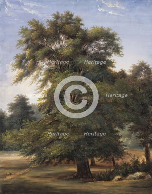 Study of a Tree, between circa 1800 and circa 1805. Creator: Jean-Victor Bertin.