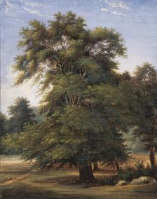 Study of a Tree, between circa 1800 and circa 1805. Creator: Jean-Victor Bertin