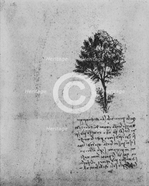 'Study of a Tree', c1480 (1945). Artist: Leonardo da Vinci.