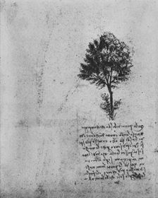 Study of a Tree c1480 (1945). Artist: Leonardo da Vinci