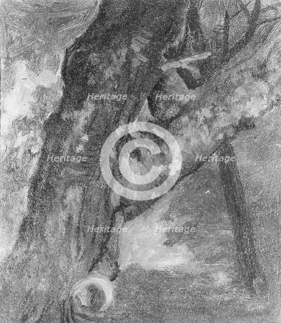 Study of a Tree, ca. 1864. Creator: Albert Bierstadt.