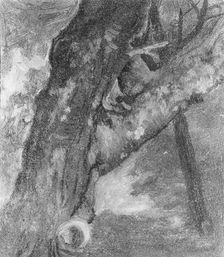 Study of a Tree, ca. 1864. Creator: Albert Bierstadt