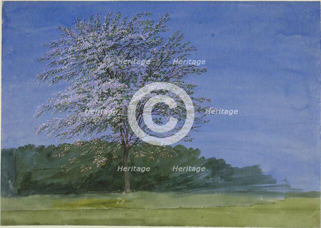 Study of a Tree in Bloom, c. 1835. Creator: William Turner.