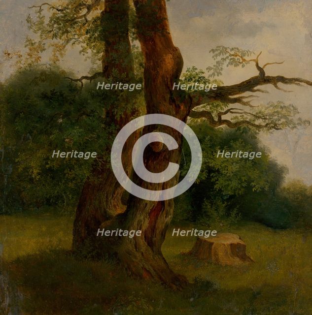 Study of a tree in leaf, 1860-1870. Creator: Jozef Bozetech Klemens.
