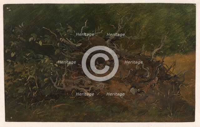 Study of a Tree Stump, 1843-1847. Creator: Wilhelm Peter Carl Petersen.