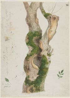 Study of a Tree Trunk. Creator: Georges Michel (French, 1763-1843)