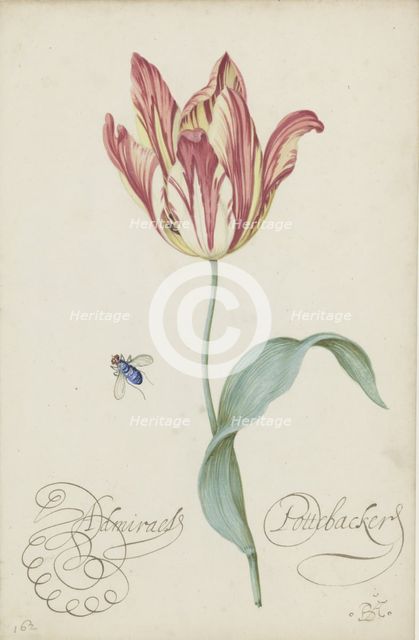 Study of a tulip (Admiral Pottebacker) and a fly, 1620-1629.