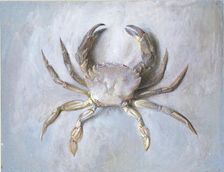 Study of a Velvet Crab, probably autumn 1870. Artist: John Ruskin
