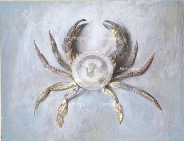 Study of a Velvet Crab, probably autumn 1870. Artist: John Ruskin.