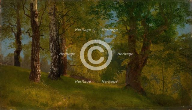 Study of a Wood, probably 1848. Creator: Herman August Cappelen.
