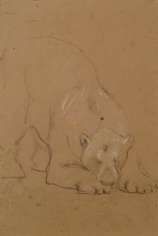 Study of a Bear, 1900-1910. Creator: John MacAllan Swan