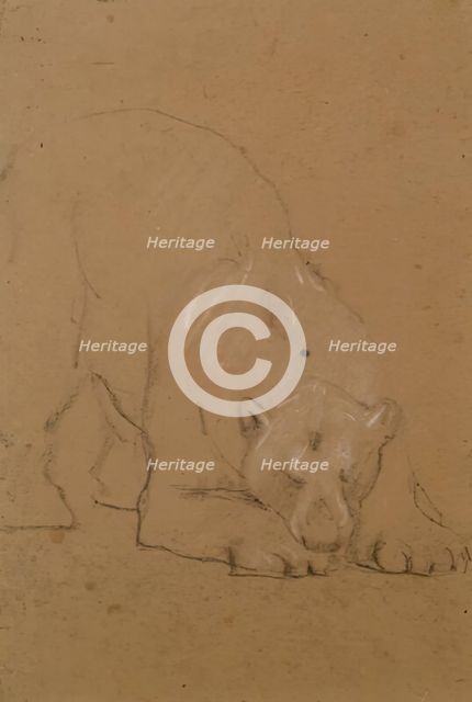 Study of a  Bear, 1900-1910. Creator: John MacAllan Swan.