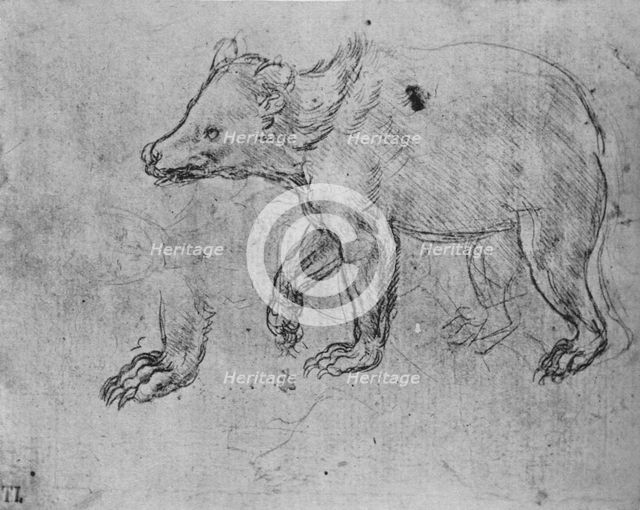 'Study of a Bear', c1480 (1945). Artist: Leonardo da Vinci.