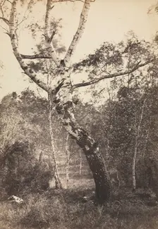 Study of a Birch Tree, Barbizon, 1860s-1870s. Creator: Constant Alexandre Famin (French, 1827-1888)