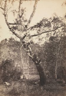 Study of a Birch Tree, Barbizon, 1860s-1870s. Creator: Constant Alexandre Famin (French, 1827-1888)