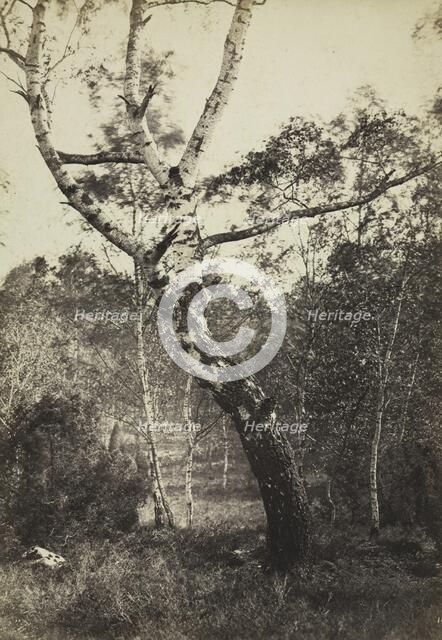 Study of a Birch Tree, Barbizon, 1860s-1870s. Creator: Constant Alexandre Famin (French, 1827-1888).