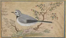 Study of a Bird, dated A.H. 1043/A.D. 1634. Creator: Riza