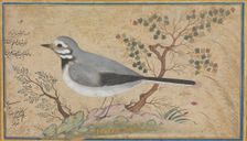 Study of a Bird, dated A.H. 1043/A.D. 1634. Creator: Riza