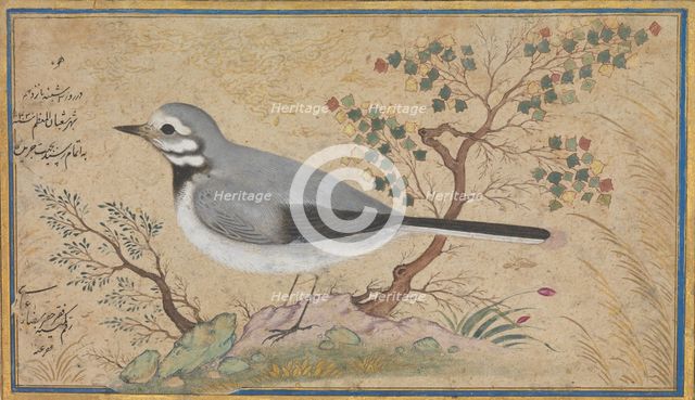 Study of a Bird, dated A.H. 1043/A.D. 1634. Creator: Riza.