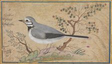 Study of a Bird, dated A.H. 1043/A.D. 1634. Creator: Riza