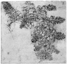 Study of a blackberry branch, late 15th or early 16th century (1954). Artist: Leonardo da Vinci