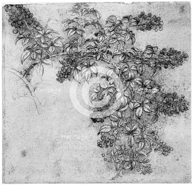 Study of a blackberry branch, late 15th or early 16th century (1954). Artist: Leonardo da Vinci