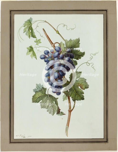 Study of a Bunch of Grapes, 1790/1810. Creator: Madame Peigne.