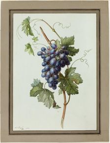 Study of a Bunch of Grapes, 1790/1810. Creator: Madame Peigne