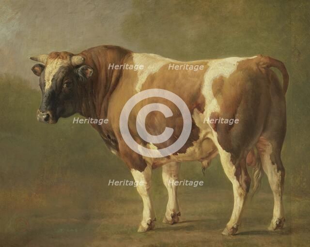 Study of a Bull, 1830-1867. Creator: Jacques-Raymond Brascassat.