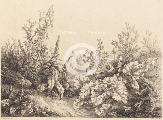Study of a Burdock, 1840. Creator: Eugene Blery.