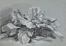 Study of a Cabbage, c1735. Creator: Francois Boucher